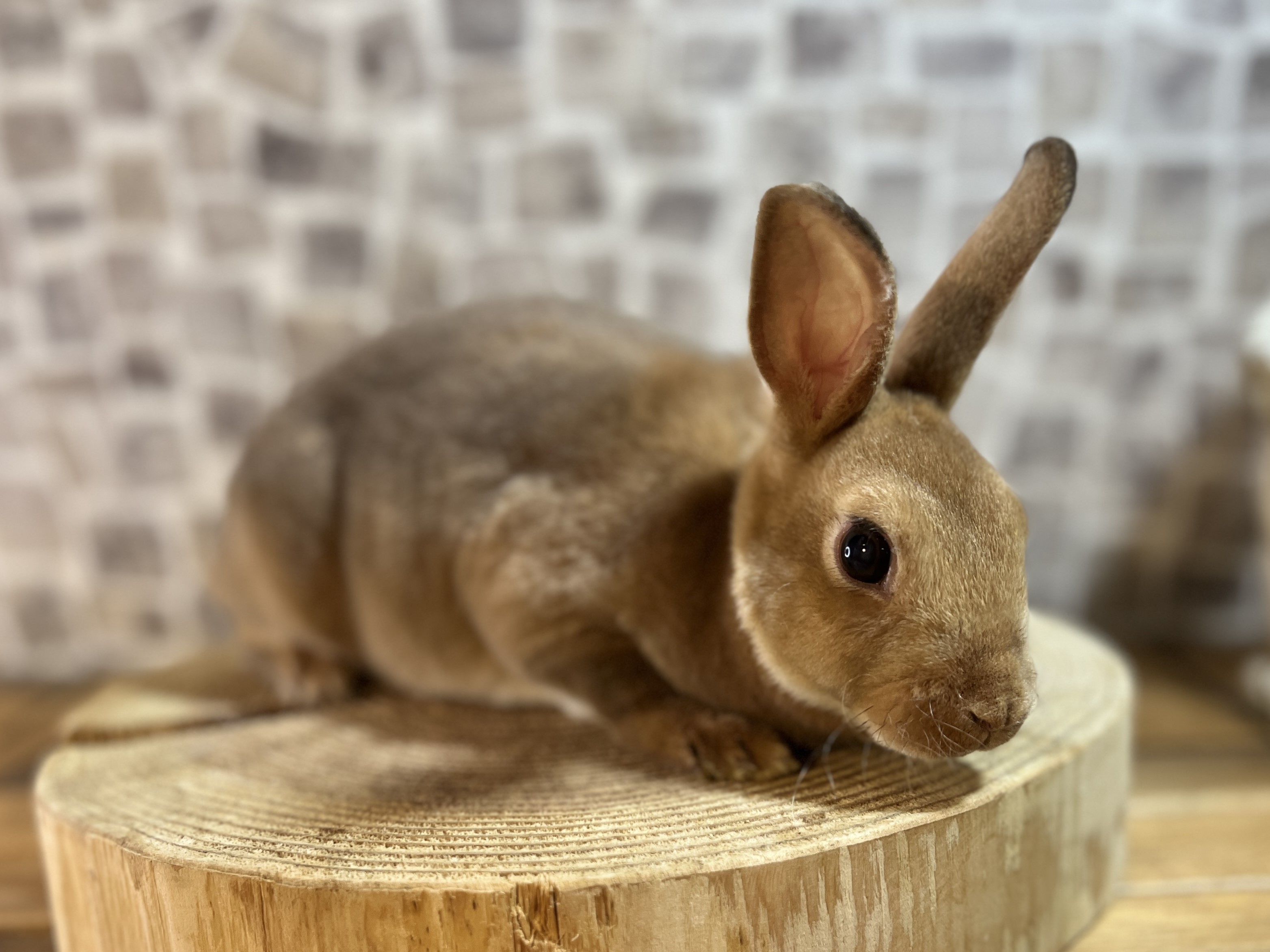 札幌 うさぎカフェ・うさぎ販売 | モンラパン（mon Lapin）